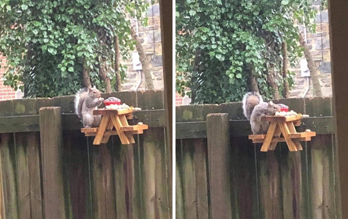 Squirrel Table