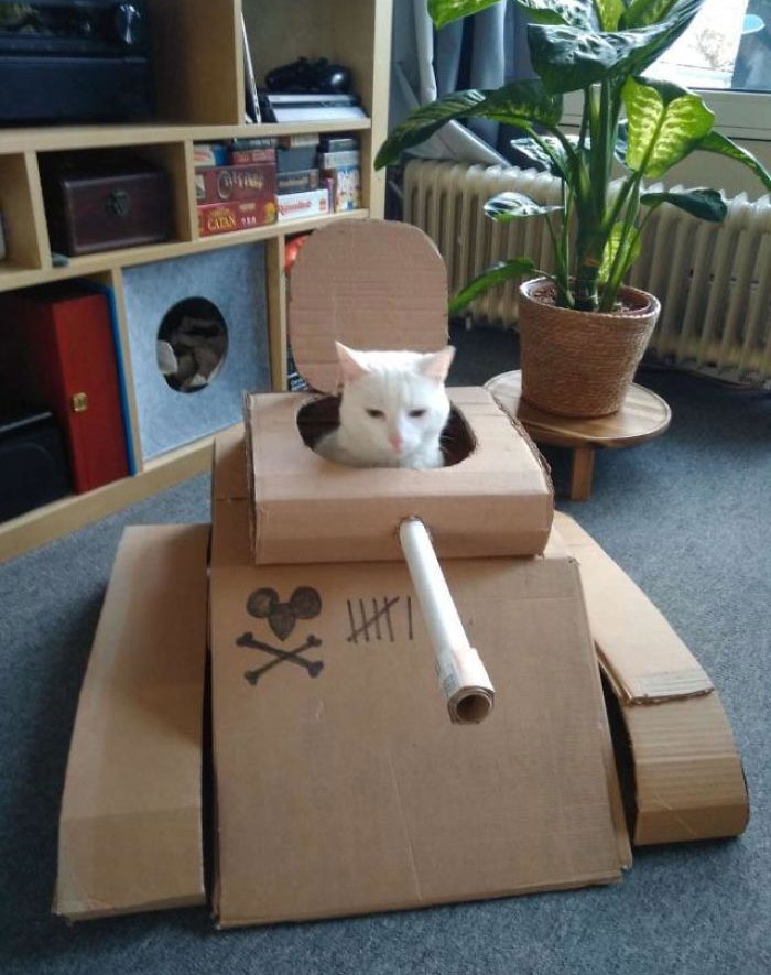 Cardboard Cat Tank